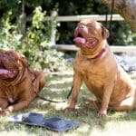 Portable Dog Water Bowl and Mat - Grey