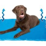 Dog Cool Mat - Gel Filled - 80 x 55cm